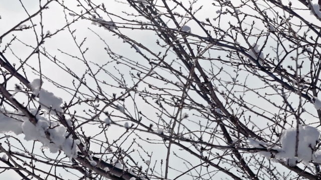 Snow on tree branches