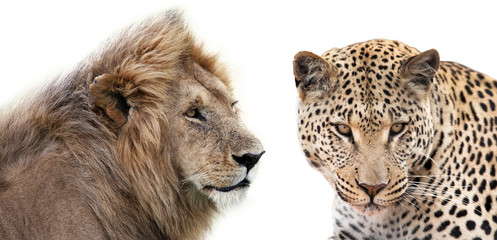 Leone e Leopardo insieme