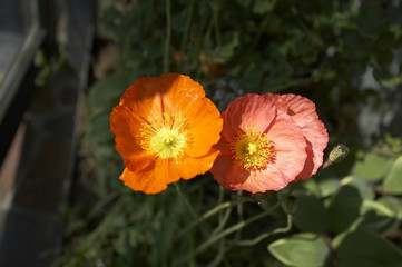 Obraz premium 꽃이미지