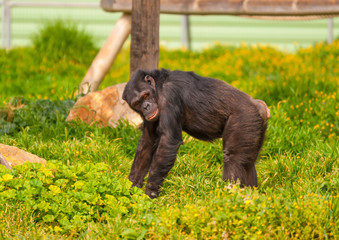 Obraz premium Beautiful chimpanzee sitting alone in a zoo.