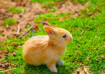 beautiful & cute small yellow rabit sitting alone