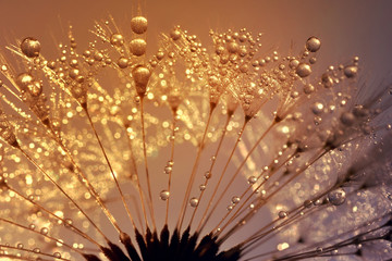Dewy dandelion at sunrise close up
