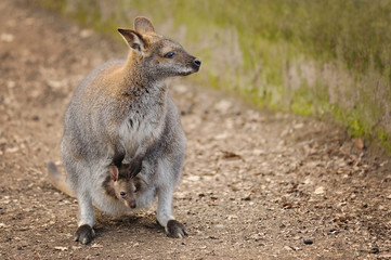 Naklejka na ściany i meble Kangaroo mother with small baby in her pocket