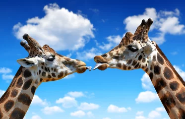 Papier Peint photo Girafe Portrait d& 39 un baiser de girafes sur ciel bleu