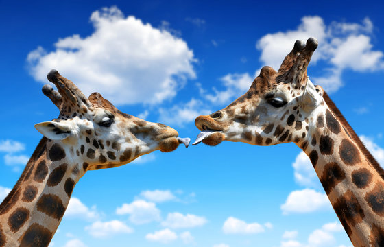 Portrait of a kissing giraffes on blue sky
