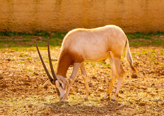 pretty antelope eating
