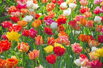 Tulips