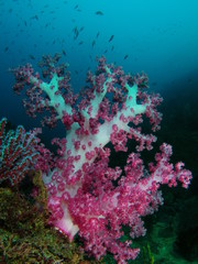 자포동물이미지