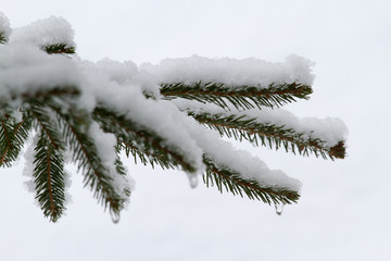Schneebedeckter Tannenzweig