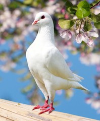 one white pigeon on flowering background