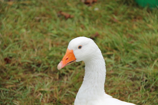 The Head and Bill of an All White Wild Goose.