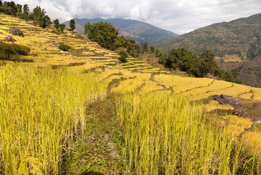 golden rice field in Nepal