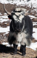 Black and white Yak