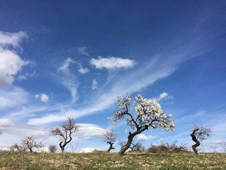 Almendro en flor
