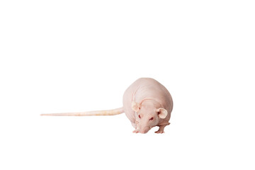 rat