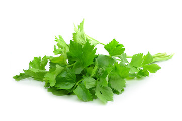 Coriander sprig isolated on white