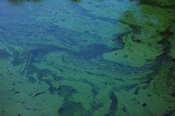 Fototapeta na wymiar Algae on waters surface