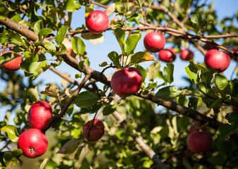 Ripe apples on a branch