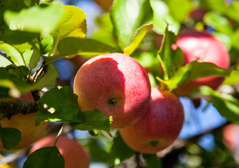 Ripe apples on a branch