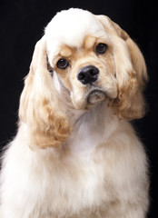 American Cocker Spaniel puppy