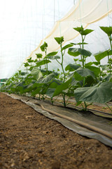 Growing cucumbers