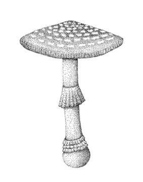 Amanita Mushrooms In Vintage Pointillism Style