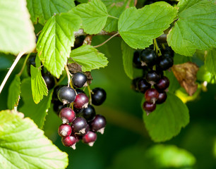 Black currants