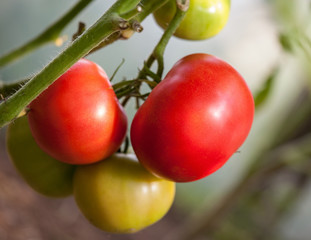 Tomatoes growing on a branch