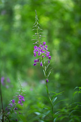 Fototapeta premium Beautiful flower for your design