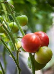 Tomatoes growing on a branch