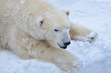 Fototapeta na wymiar Медведь на снегу.