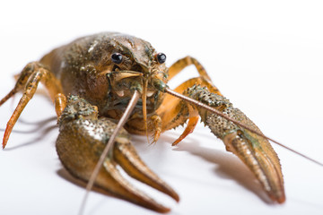 Crayfish on a white background.