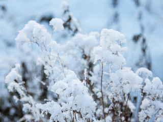 Winter landscape