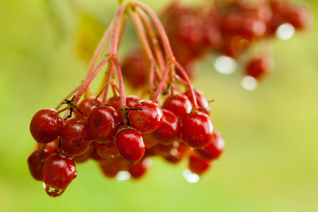 Red berries of arrowwood