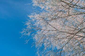 Branches of birch covered with hoarfrost