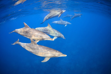 the dolphins living in the island away from Tokyo 3 hours.