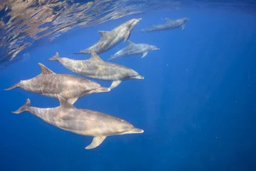 Crédence de cuisine en verre imprimé Dauphin les dauphins vivant dans l& 39 île éloignée de Tokyo à 3 heures.