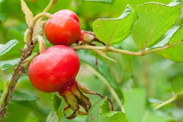  Dog rose hips