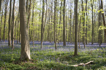 springtime landscape in Hallerbos, Belgium