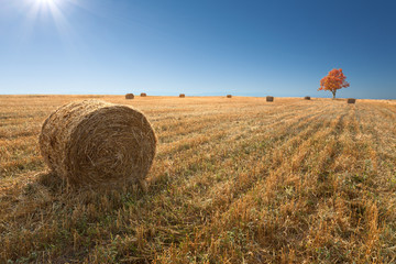 Field with haystacks after the harvest of wheat