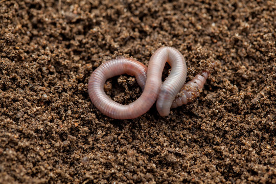  Earthworm in soil