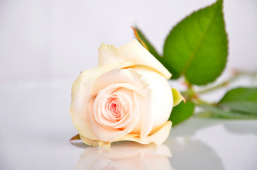 White-pink rose lays