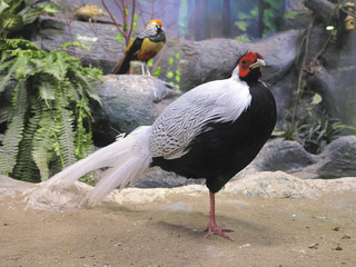 The beautiful colored male Chinese Pheasant in a natural environ