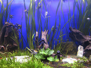 Naklejka premium A green beautiful planted tropical freshwater aquarium