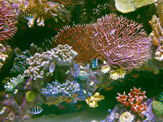 coral reef with exotic fishes at colorful tropical sea