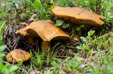 Boletus