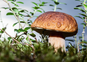 Cep ( Boletus edulis)