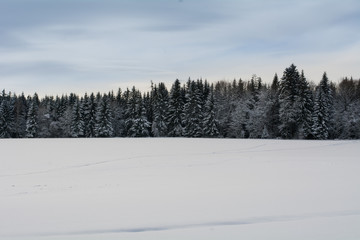 Winter und Wald
