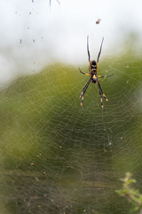 Garden Spider