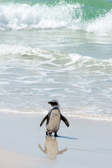 Beach Penguin